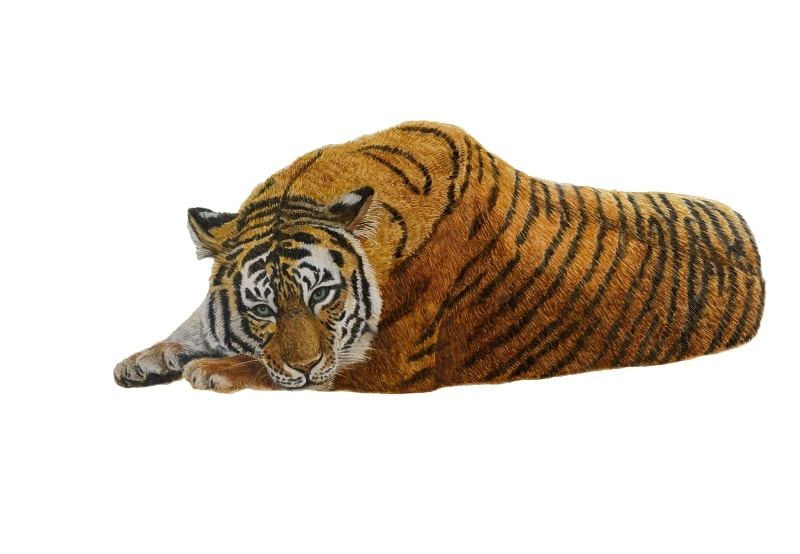A realistic wildlife painting of a Bengal tiger from the children's book Because We Love, by Fiona Goulding.