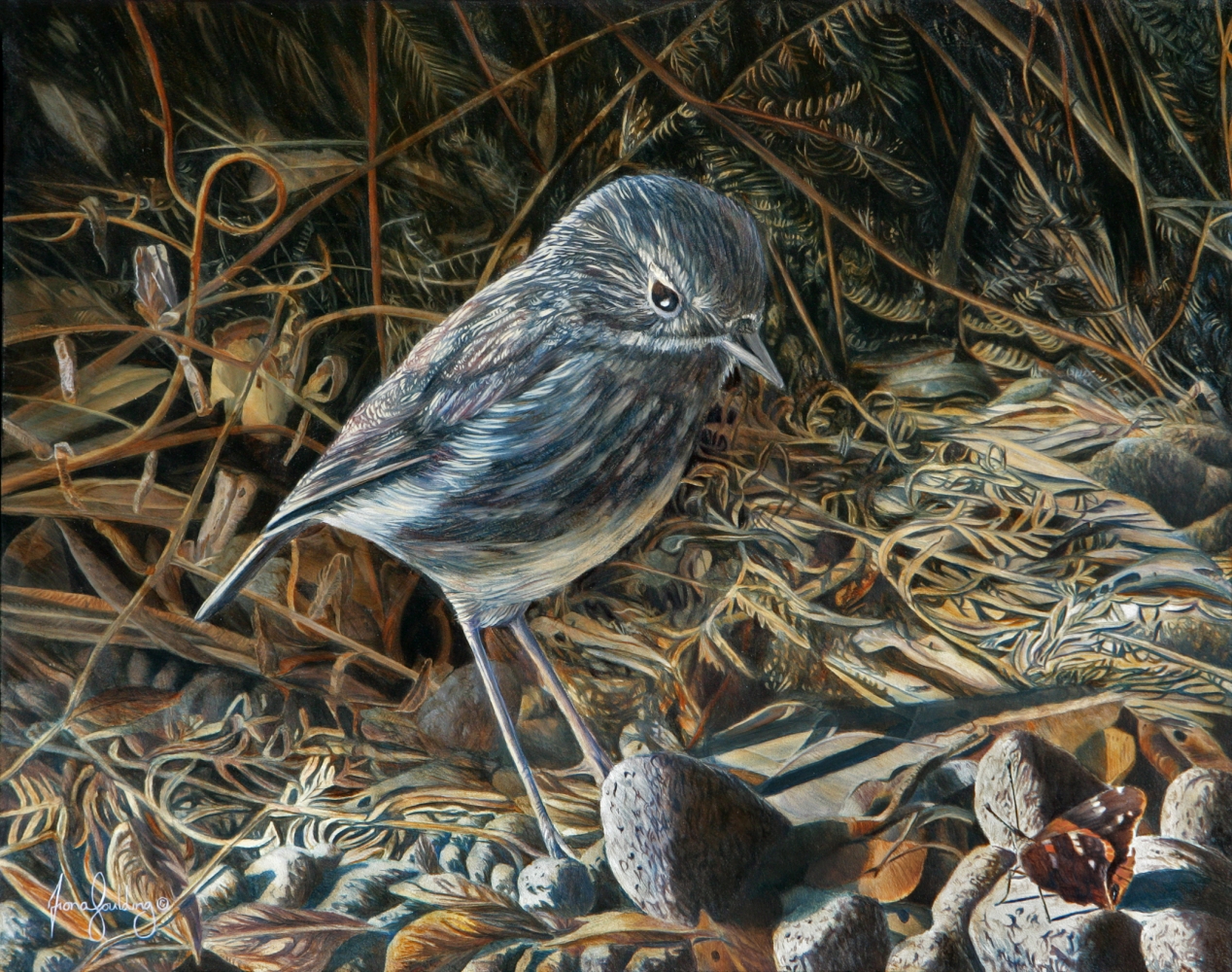An oil painting of a New Zealand North Island Robin watching a monarch butterfly on the forest floor by artist Fiona Goulding.
