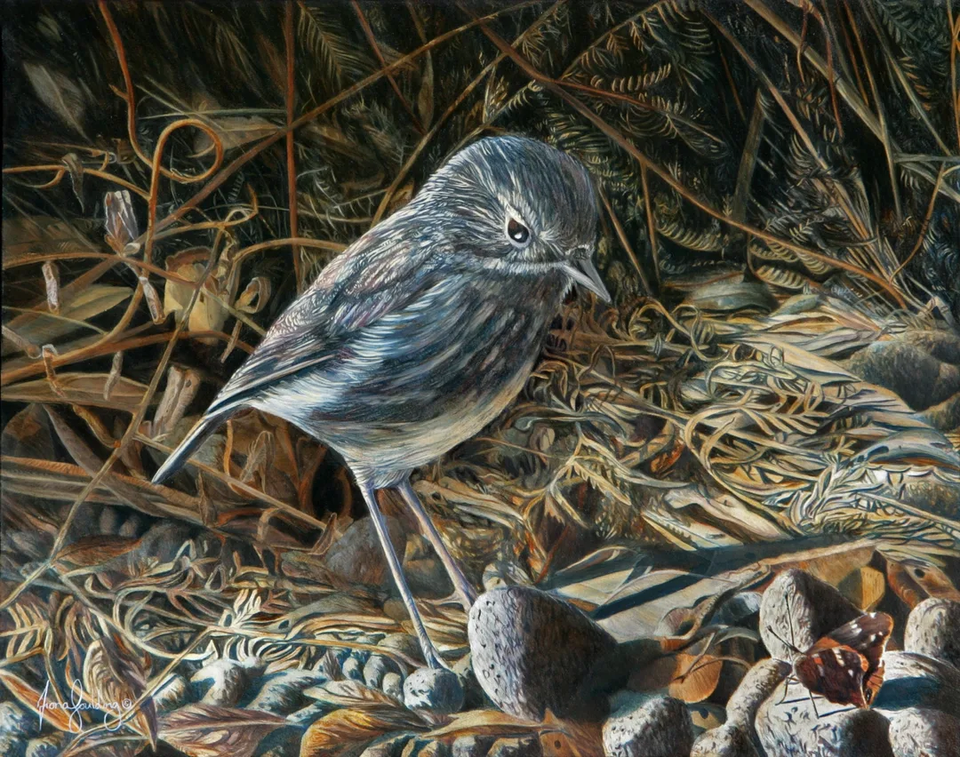 An oil painting of a New Zealand North Island Robin watching a monarch butterfly on the forest floor by artist Fiona Goulding.