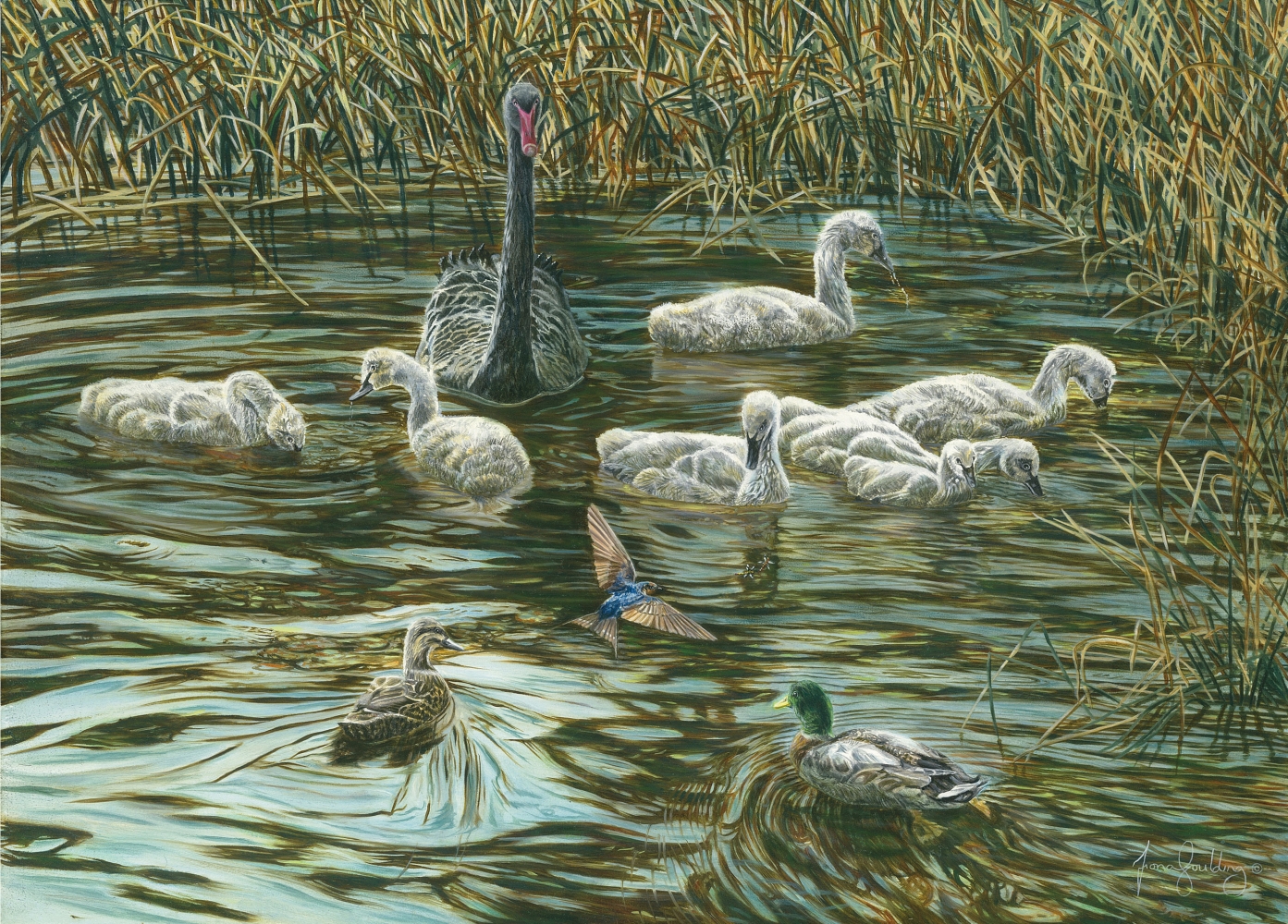 An oil painting of a female Black Swan with her cygnets enjoying a quiet moment foraging for food in the water before their privacy is intruded upon by a welcome swallow and female mallard by artist Fiona Goulding.