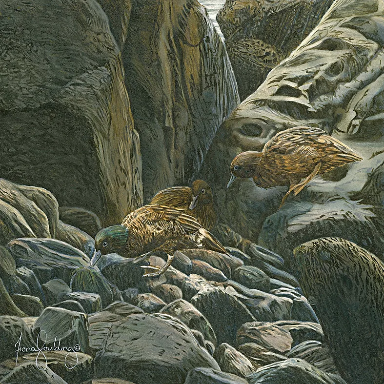 An oil painting of rare Campbell Island Teal ducks walking on rocks, representing endangered bird conservation.