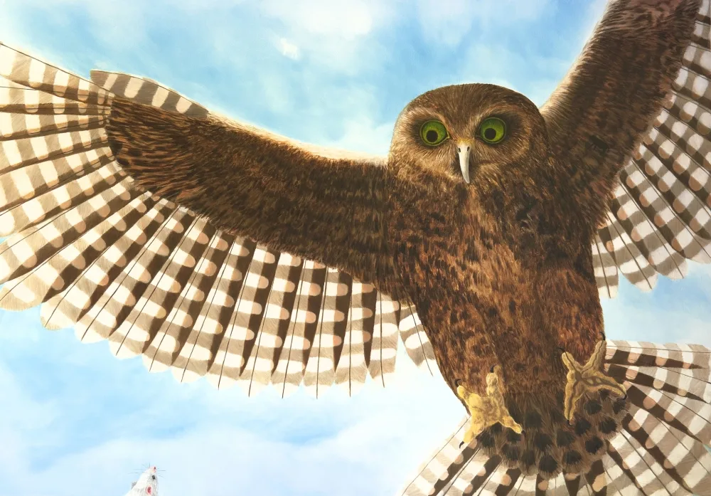 Detailed children's book illustration of the Morepork by Fiona Goulding.