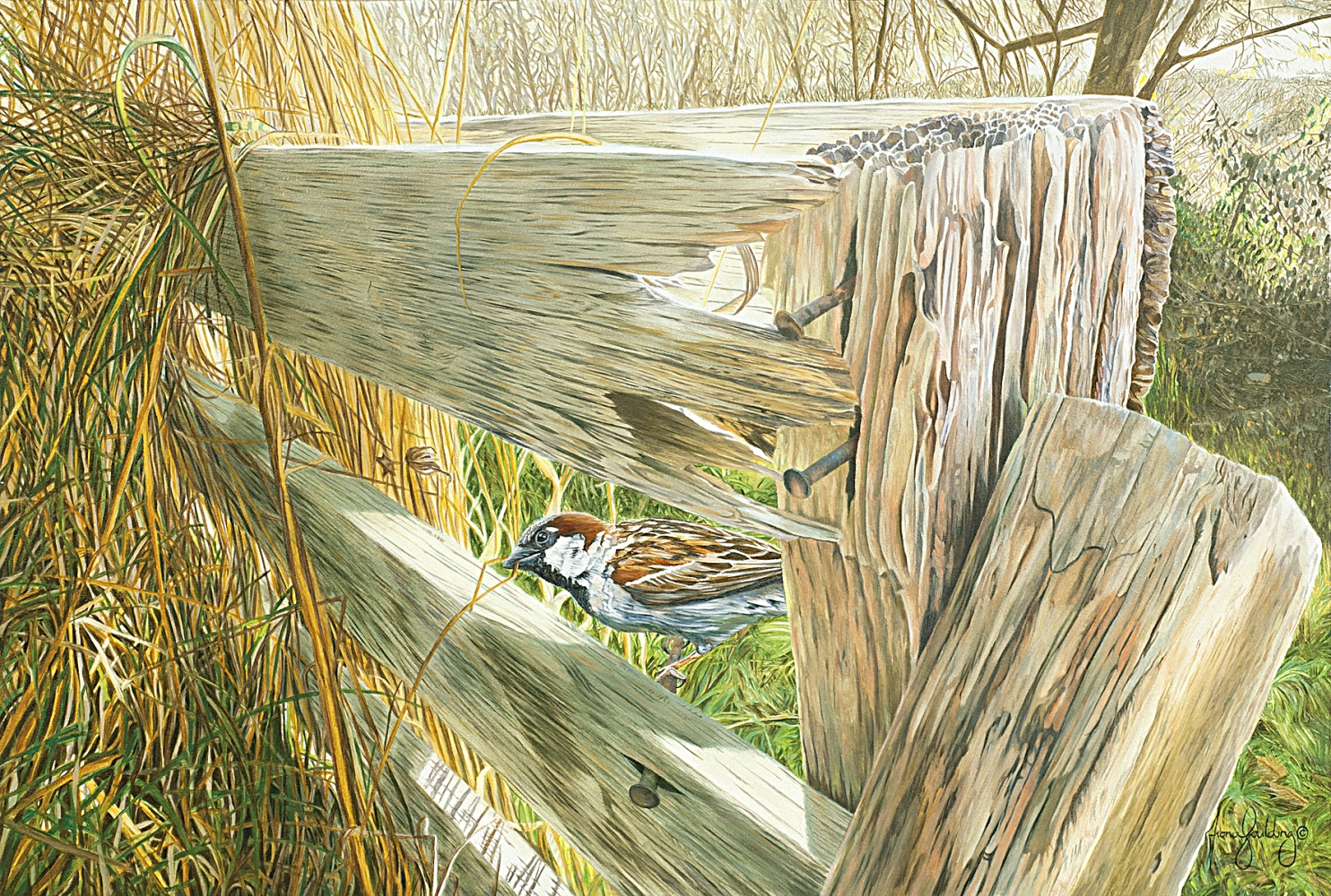 An oil painting of a male Hedge Sparrow foraging for food in the afternoon sunlight by artist Fiona Goulding.