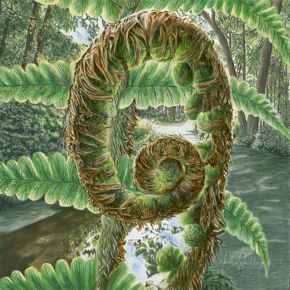 An oil painting of New Zealand Koru, Maori for loop or coil, by artist Fiona Goulding.  The koru is a spiral which depicts new beginnings, life and hope.  Here a silver fern frond slowly unfurls as the sunlight begins to pour into the forest.  