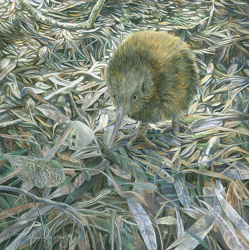 A fine art wildlife realism painting of a native New Zealand Brown Kiwi foraging in a moonlit forest floor.
