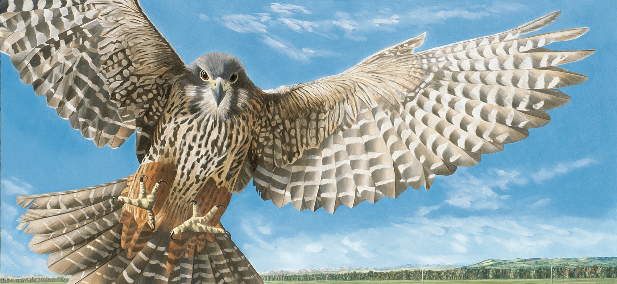 A realistic wildlife painting of a New Zealand Falcon soaring against a dramatic sky, focused on raptor conservation.