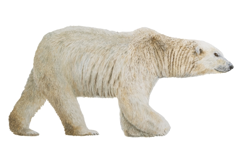 An oil painting illustration of a polar bear from the book Because We Love, by New Zealand artist Fiona Goulding.
