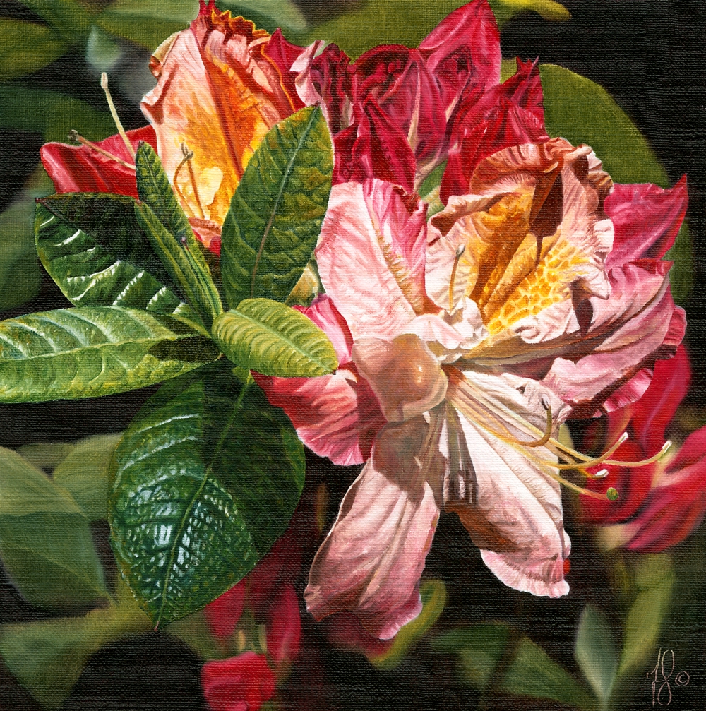 An oil painting showing sunlight creating highlights and shadows on rhododendron by artist Fiona Goulding. 