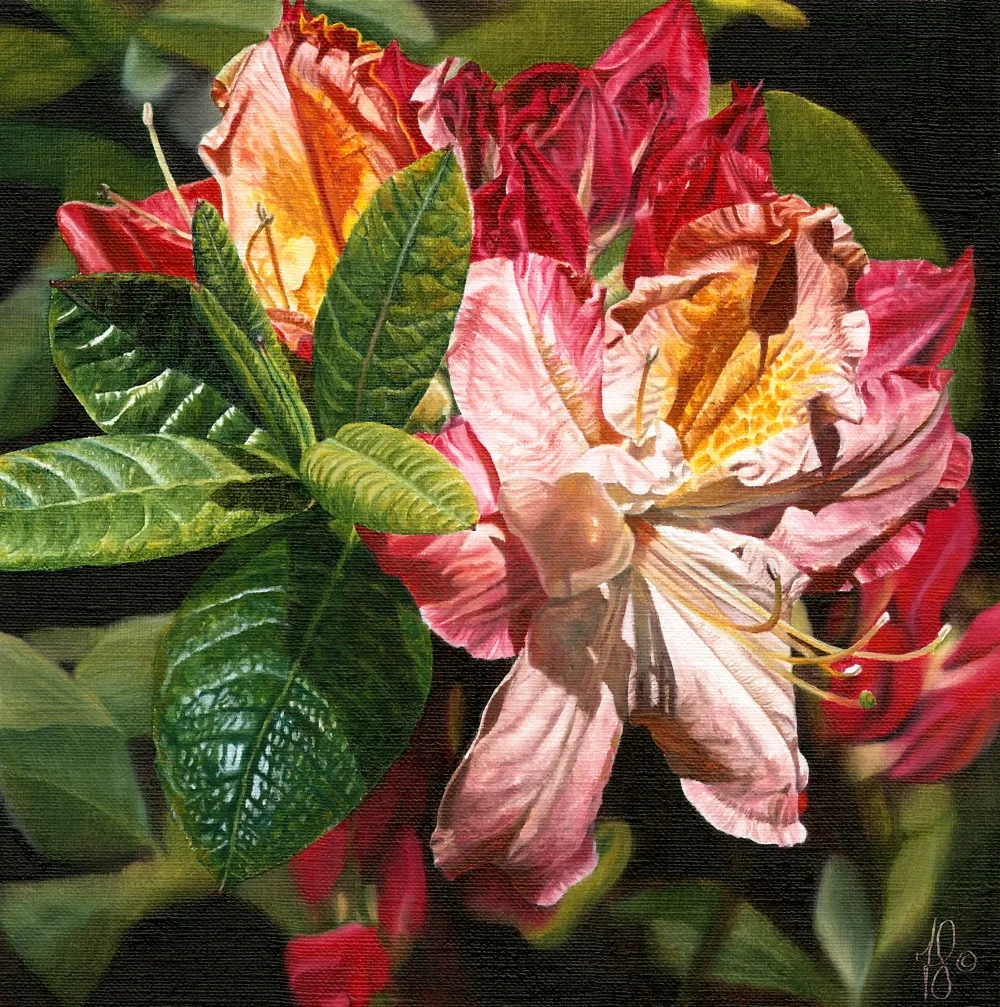 An oil painting showing sunlight creating highlights and shadows on rhododendron by artist Fiona Goulding. 
