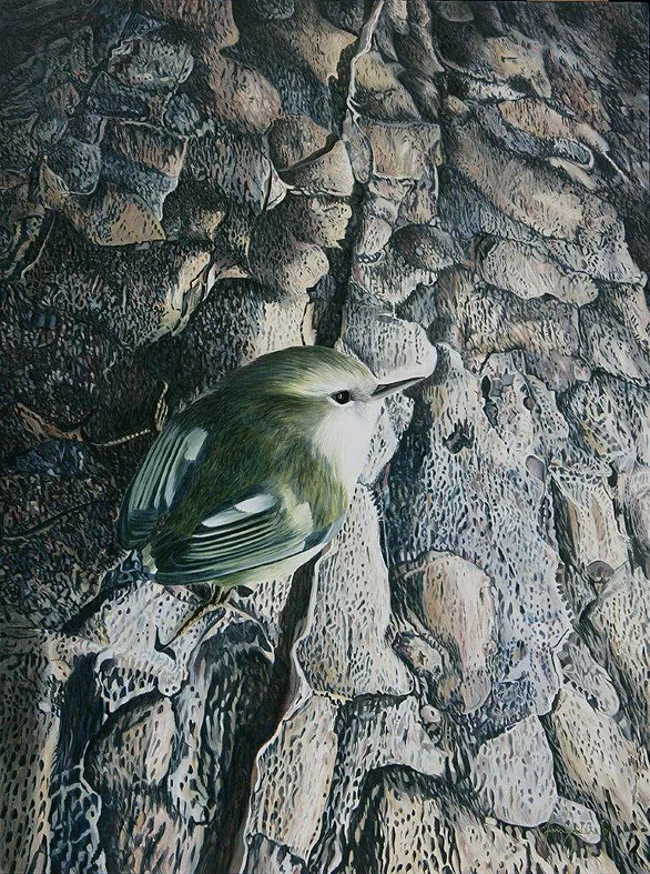 An oil painting of a New Zealand Rifleman by artist Fiona Goulding.  A rifleman foraging for food on tree bark cautiously checks out its surroundings.