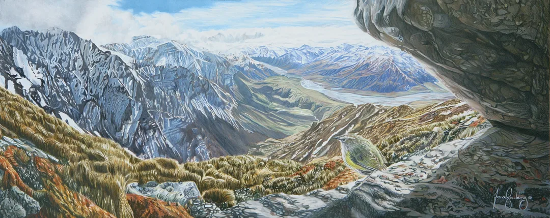 A wildlife realism painting of an endangered New Zealand Rock Wren on a rock among alpine mountains and native flora.