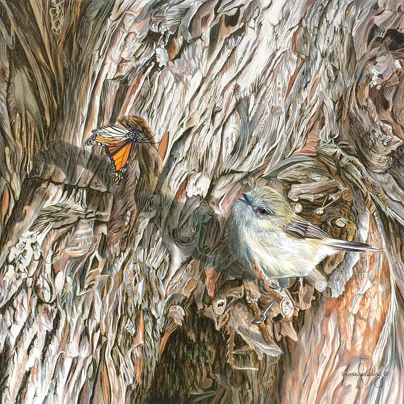 An oil painting of a grey warbler pausing in its search for insects in the tree bark to watch a monarch butterfly by artist Fiona Goulding.