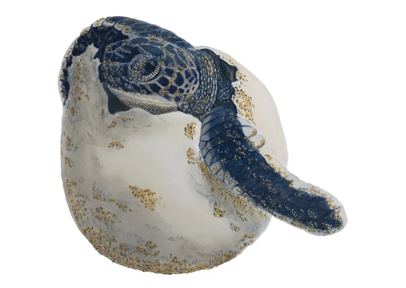 A realistic marine life painting of a baby sea turtle featured in the book Because We Love, by artist Fiona Goulding.