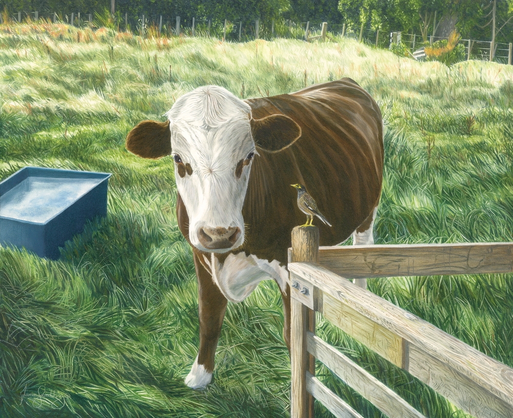 An oil painting of a steer distracted by a myna watching him from a nearby fence by artist Fiona Goulding.