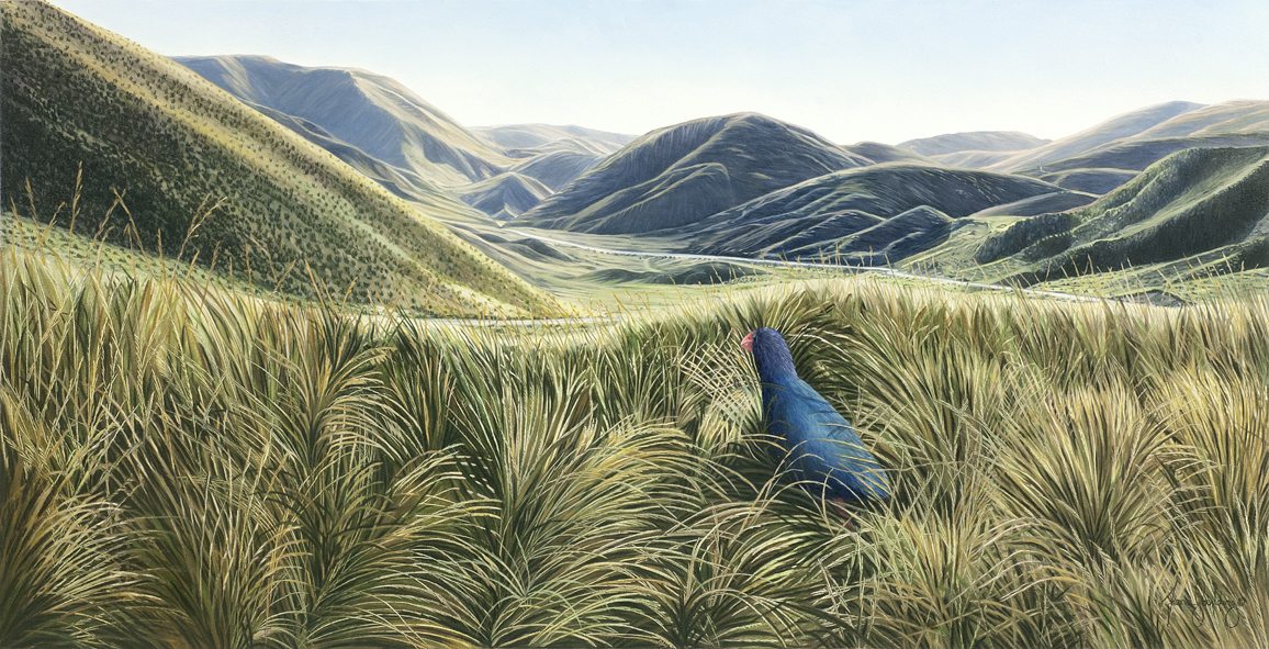 A rich wildlife realism painting of a prehistoric-looking native Takahē walking through a lush New Zealand tussock sanctuary.
