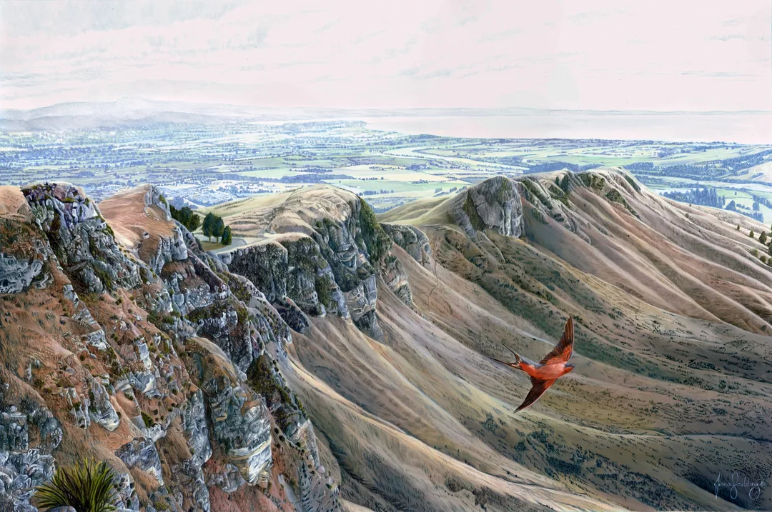 An oil painting of a Welcome Swallow soaring through the air as it sweeps past Te Mata Peak near Havelock North, New Zealand by artist Fiona Goulding.