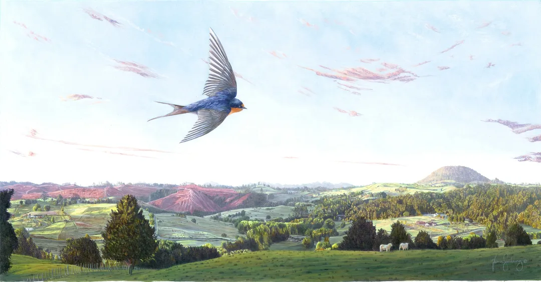 An oil painting of a Welcome Swallow flying over the Northland landscape in the morning light with the peak of Maungatapere in the distance by artist Fiona Goulding.