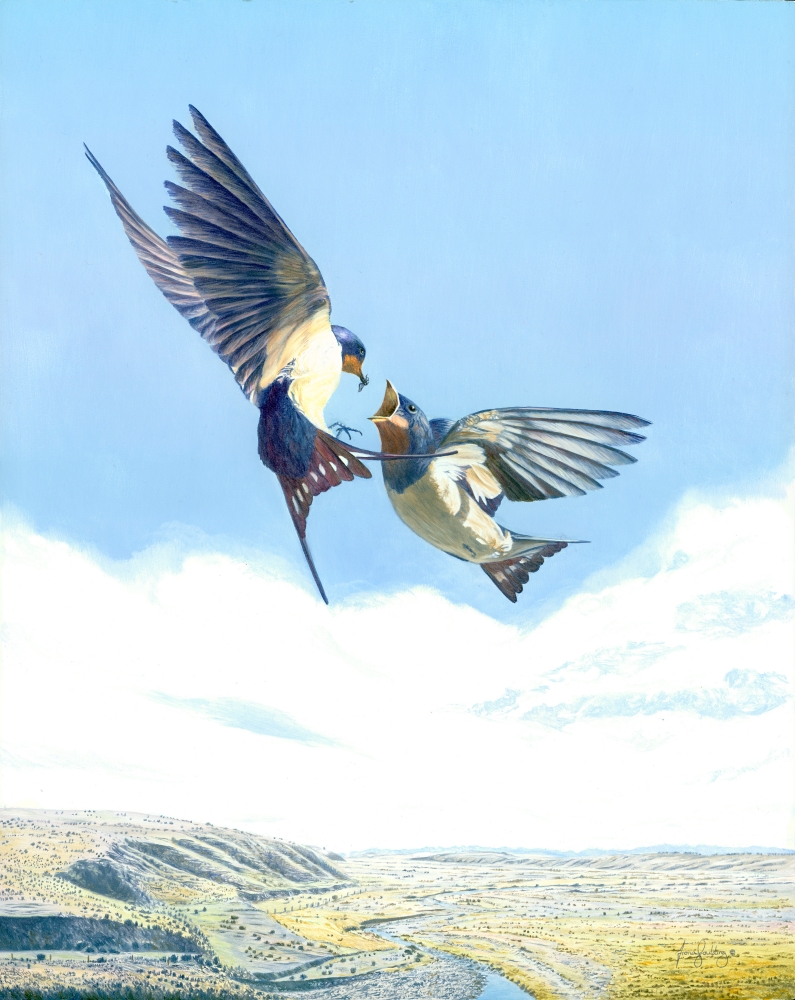 An oil painting of a Welcome Swallow feeding her baby on the wing by artist Fiona Goulding.